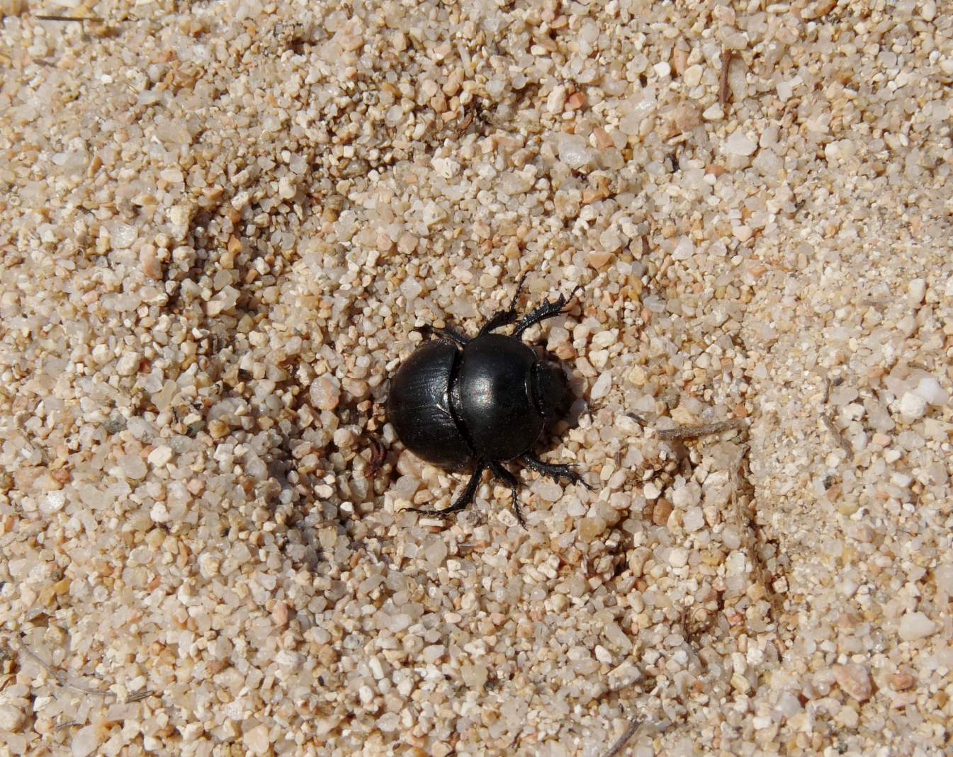 [Acanthaclisis occitanica larva] Tagliole nella sabbia